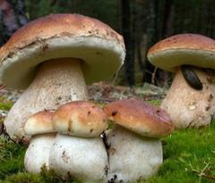 Boletus