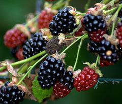 Moras