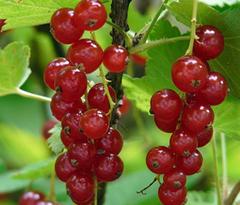 Grosellas