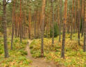 Paseo por el bosque en Rascafria