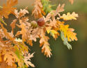 Oto&ntilde;o